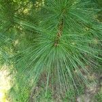 Pinus strobus Leaf