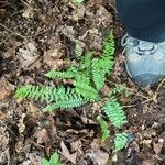 Asplenium platyneuron Fulla