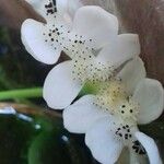 Aponogeton distachyos Floare