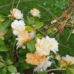 Camellia sasanqua Thunb.Flors