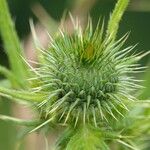 Cirsium vulgare Інше