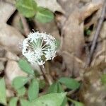 Panax trifolius 花