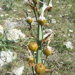 Asphodelus macrocarpus Fruit