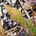 Rostraria cristata Fruit