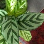 Calathea concinna برگ