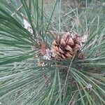 Pinus nigra फल