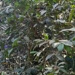 Faramea hyacinthina Plante entière