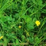 Potentilla inclinata 整株植物