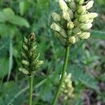 Astragalus alopecurus Цветок