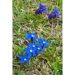 Gentiana nivalisFlor