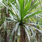 Pandanus purpurascens Hoja