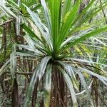 Pandanus purpurascens Blatt