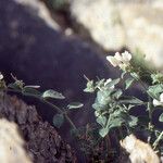 Antirrhinum sempervirens Habit