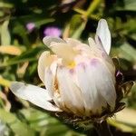 Bellis annua Flower
