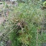 Asparagus aethiopicus 葉