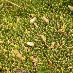 Arenaria nitida Flor