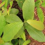 Detarium macrocarpum Blatt