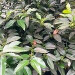 Ilex latifolia অন্যান্য