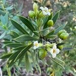 Daphne gnidium Flor