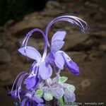 Trichostema parishii Flower