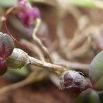 Bulbophyllum sanfordii Liść