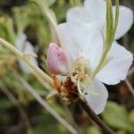 Rhododendron schlippenbachii Altro