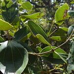Strychnos pseudoquina 葉