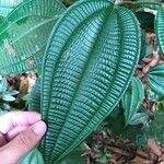 Miconia tschudyoides Leaf