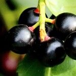 Prunus laurocerasus Plod