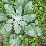 Verbascum boerhaviiFlower