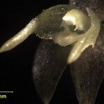 Myoxanthus sotoanus Fruto