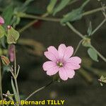 Vaccaria hispanica 花
