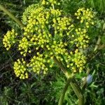 Polytaenia nuttallii Flower