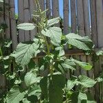 Amaranthus viridis Flower