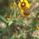 Helenium flexuosum花