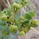 Euphorbia paralias Fruit