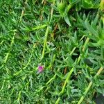 Carpobrotus edulisപുഷ്പം