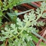 Pedicularis sylvatica Leaf