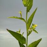 Ludwigia hyssopifolia Flower