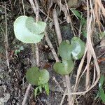 Adiantum reniforme Vivejo