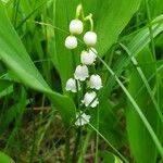 Convallaria majalisFloro