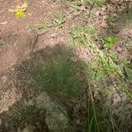 Festuca heterophylla Blatt