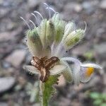 Tinantia erecta Blüte