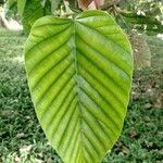 Coussapoa villosa Blad