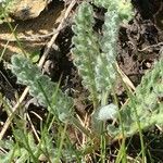 Achillea nana Habit