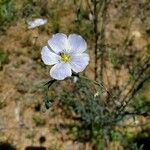 Linum lewisii Flower