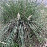 Muhlenbergia lindheimeri Levél