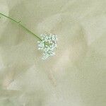 Conopodium pyrenaeum फूल