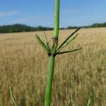 Equisetum ramosissimum पत्ता