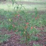 Microstachys corniculata Feuille